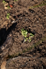 Utricularia menziesii
