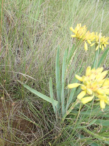 Aloe kraussii, photograph 3