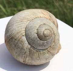 Helix pomatia