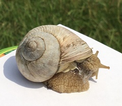 Helix pomatia
