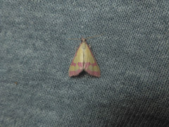Choristostigma roseopennalis