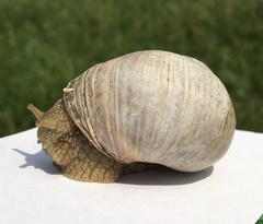 Helix pomatia