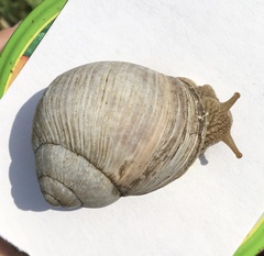 Helix pomatia