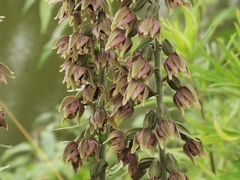 Epipactis helleborine