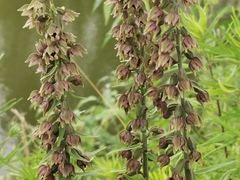 Epipactis helleborine