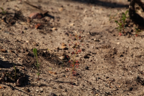 Drosera pallida