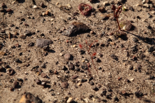 Drosera pallida