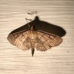 Herpetogramma theseusalis