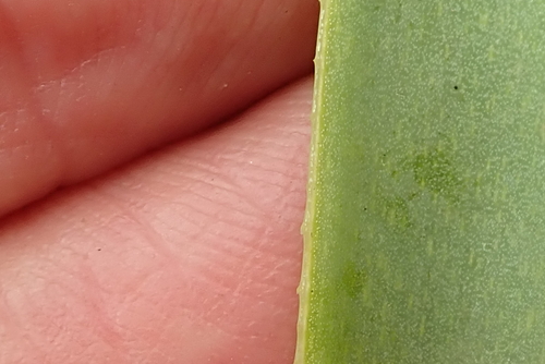 Image of Aloe kraussii by no rights reserved