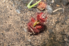 Drosera platypoda