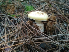 Amanita toxica