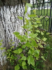Populus