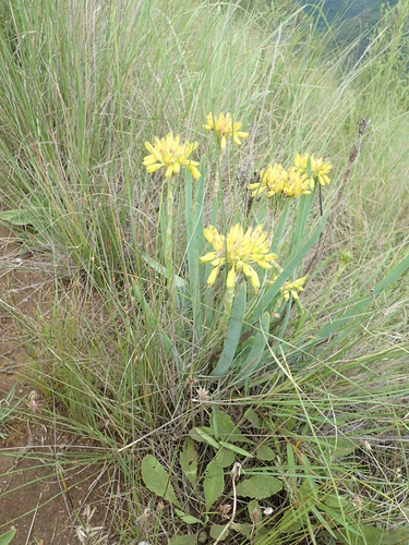 Image of Aloe kraussii by no rights reserved
