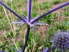 Eryngium planum