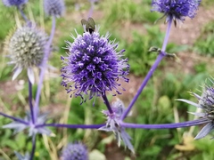 Eryngium planum