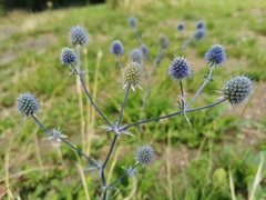 Eryngium planum