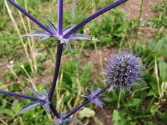 Eryngium planum