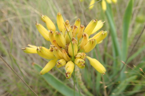 Krauss' Grass Aloe (Aloe kraussii)