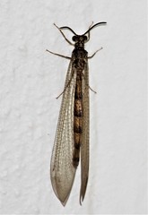 Myrmeleon obscurus