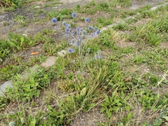 Eryngium planum