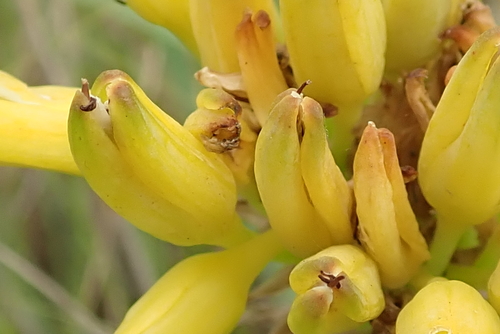 Image of Aloe kraussii by no rights reserved