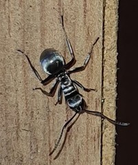 Polyrhachis schlueteri