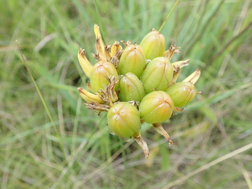 Image of Aloe kraussii by no rights reserved