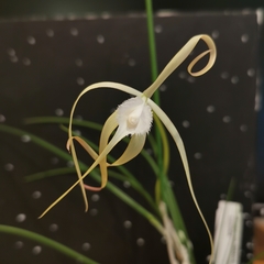 Brassavola cucullata