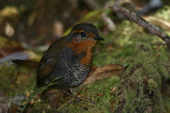 Scelorchilus rubecula