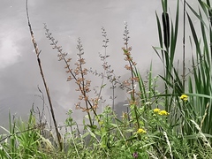 Scrophularia auriculata