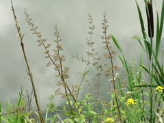 Scrophularia auriculata