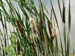 Typha