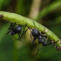 Polyrhachis gagates