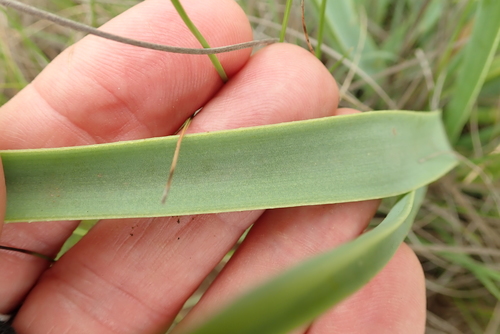 Image of Aloe kraussii by no rights reserved