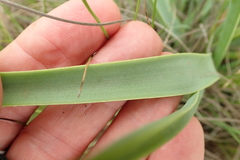 Aloe kraussii