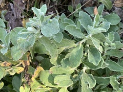 Helichrysum panduratum panduratum