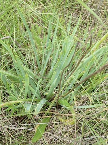 Image of Aloe kraussii by no rights reserved