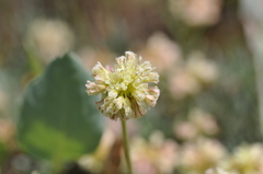 Eriogonum douglasii