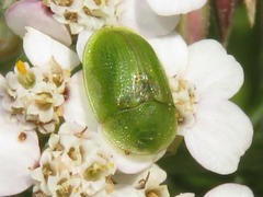 Cassida denticollis