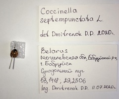 Coccinella septempunctata