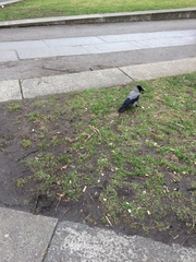 Corvus cornix