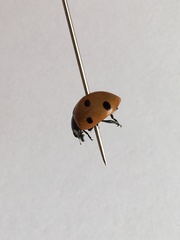 Coccinella septempunctata