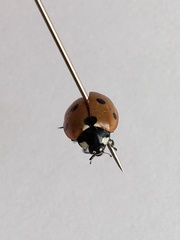 Coccinella septempunctata