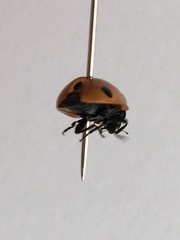 Coccinella septempunctata