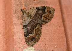 Xanthorhoe quadrifasiata