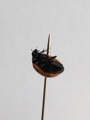 Coccinella septempunctata