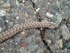 Zamenis hohenackeri