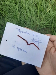 Lumbricus terrestris