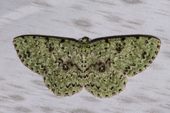 Ophthalmitis herbidaria