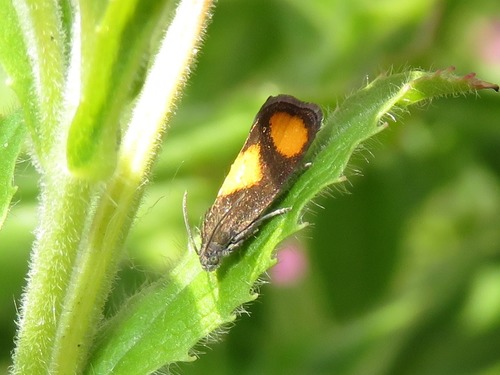 Orange-spot Piercer, Leidschenveen-Ypenburg, Den Haag, Nederland, photo 9 of 10